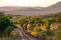 Giraffe in green landscape