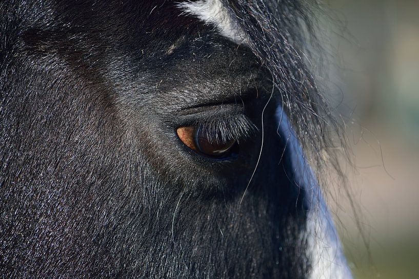 Das Auge des Pferdes&#039;s von Frank's Awesome Travels