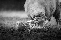 Newborn lambs