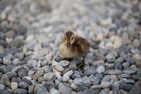 Ist sie nicht reizend?