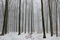 Vage Schatten im Winterlicht