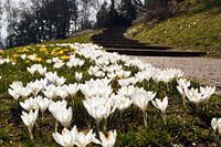 Weisse Krokus Blüten neben einem Park Weg