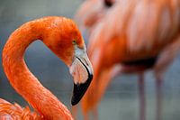 Close Up Flamingo