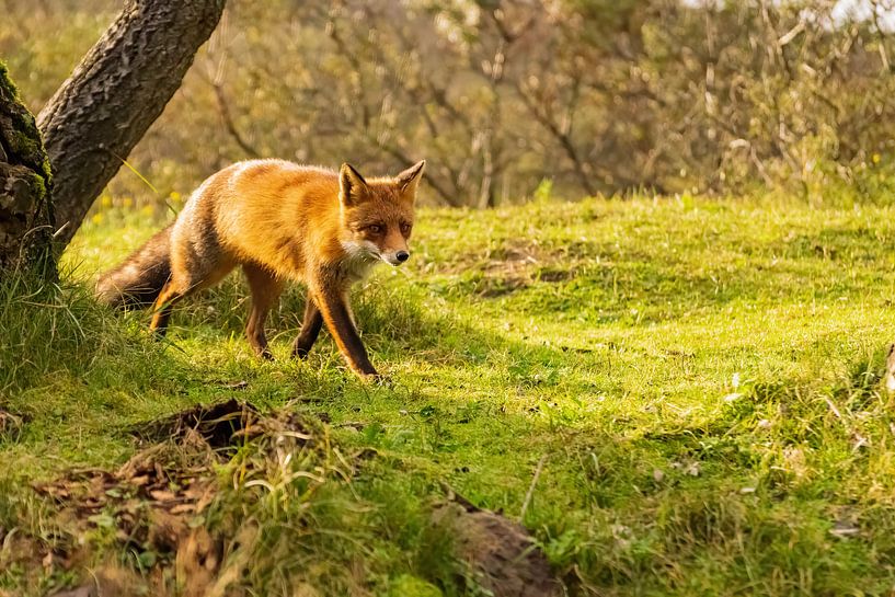 Fox par Merijn Loch