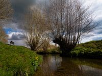 Weeping willow on a ditch