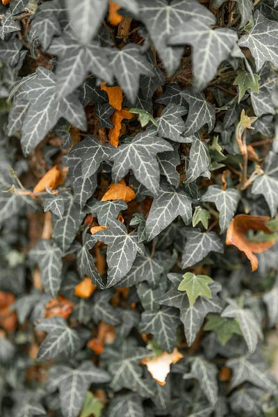 Ivy by Leo Schindzielorz