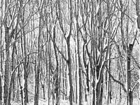 Winter snowy trees photo in black and white