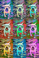 Welpen-Pop-Art
