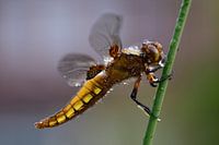 Gele Libelle