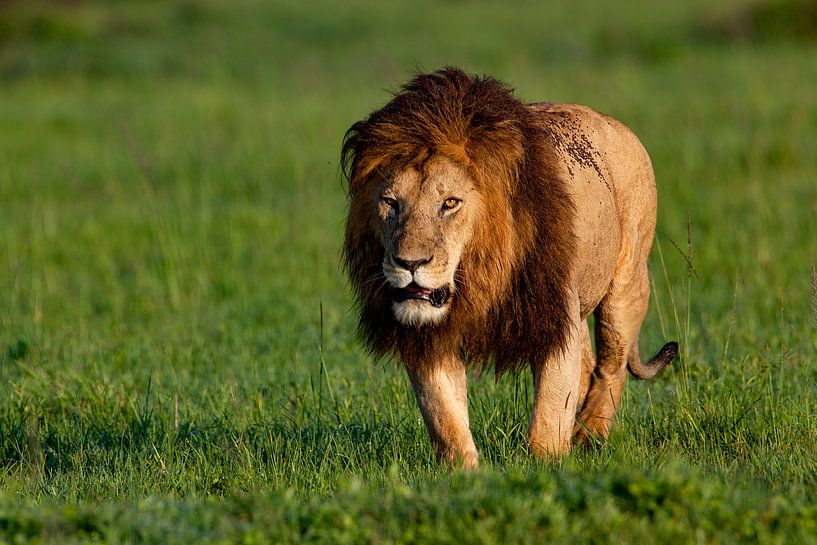 Ausschau von Peter Michel