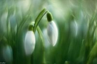 Un sentiment de printemps avec des perce-neige