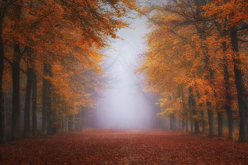 Nebliger Eindruck MastBos Breda , Holland. von Saskia Dingemans Awarded Photographer