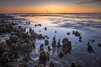 Wattenmeer-Austern bei Sonnenuntergang