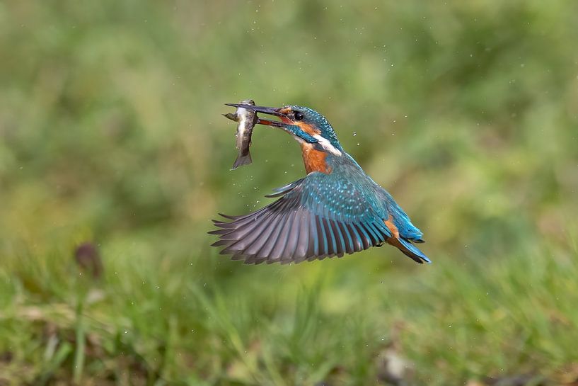 Kingfisher with fish in flight by Teresa Bauer