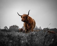 Scottish Highlander Schwarz Weiß Rot (Breit)