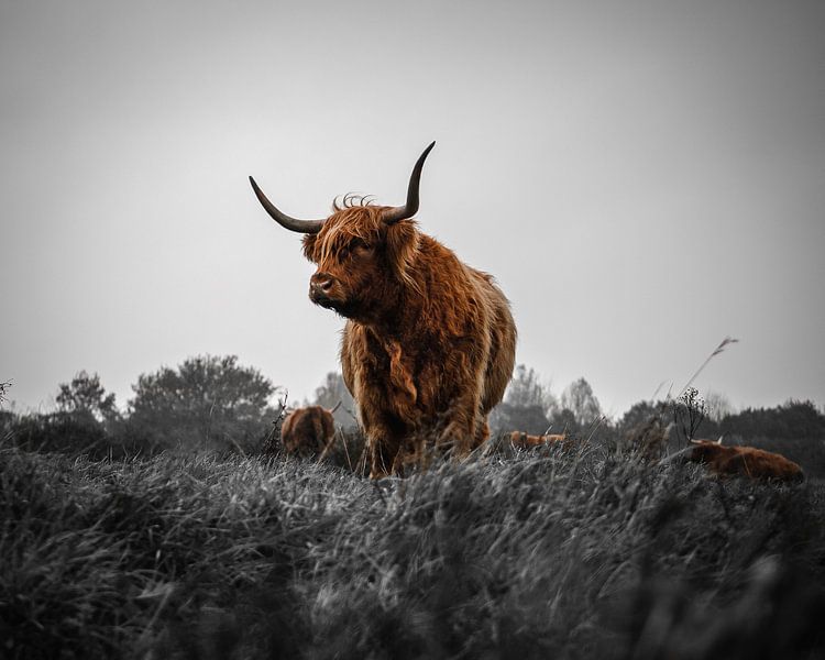 Scottish Highlander Schwarz Weiß Rot (Breit) von Joren van den Bos