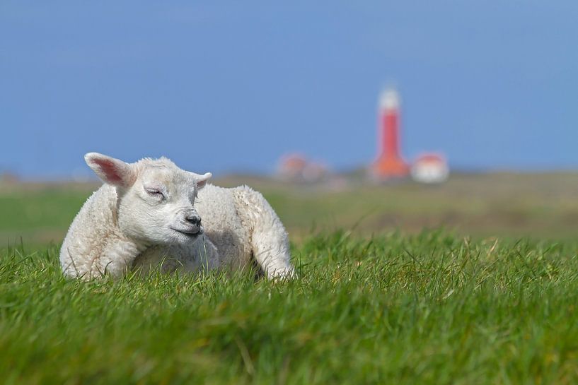 Das ist Texel! Das ist Texel! von Justin Sinner Photography (Fotograf auf Texel)