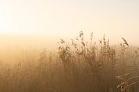 Nebel durch das Schilf