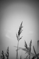 Korn - Schwarz/Weiss