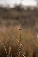 Libelle in der Natur von Südfrankreich