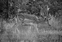 Fallow deer running (black and white)