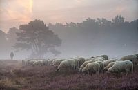 Herder waakt over zijn kudde