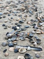 shells on the beach