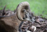 The ibex