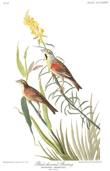 Black-Throated Bunting by Birds of America