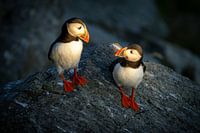 Papageientaucher in der Abendsonne