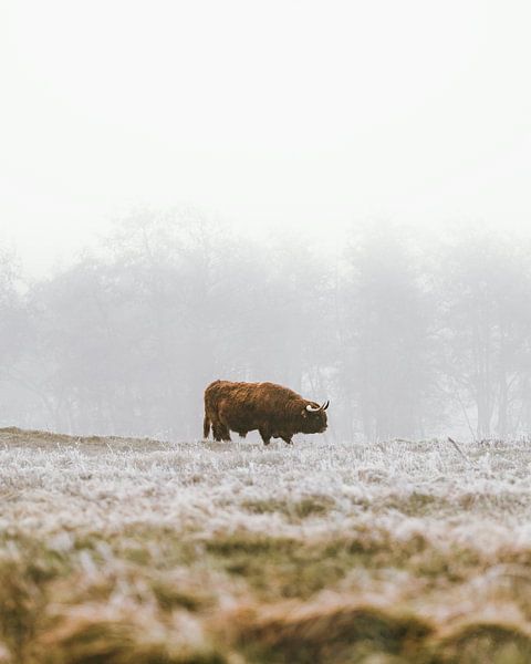 Hochlandrind im Nebligen Winterlandschaft von Dave Adriaanse - Photography