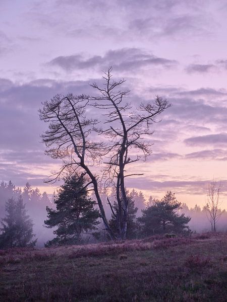 Ami indomptable par Max Schiefele