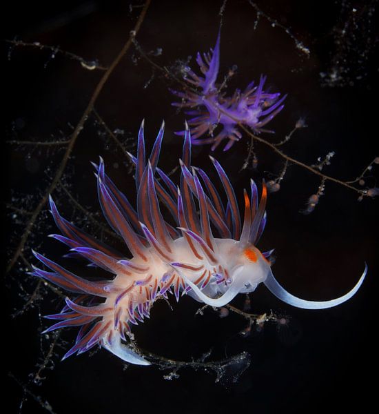 White/orange/purple Cratena peregrina and Flabellina affinis nudibranch, Corfu, Greece by Aniek Stevense