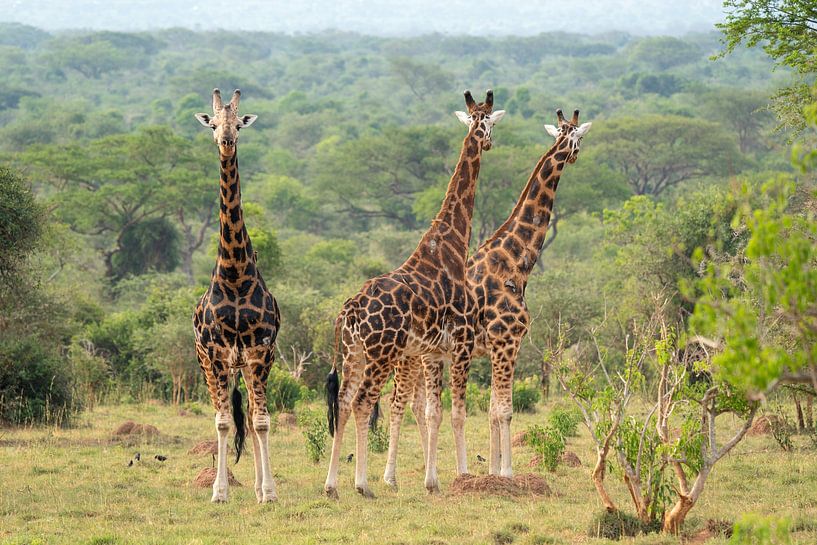 Giraffe (Giraffa camelopardalis), Murchison Falls National Park, Uganda von Alexander Ludwig