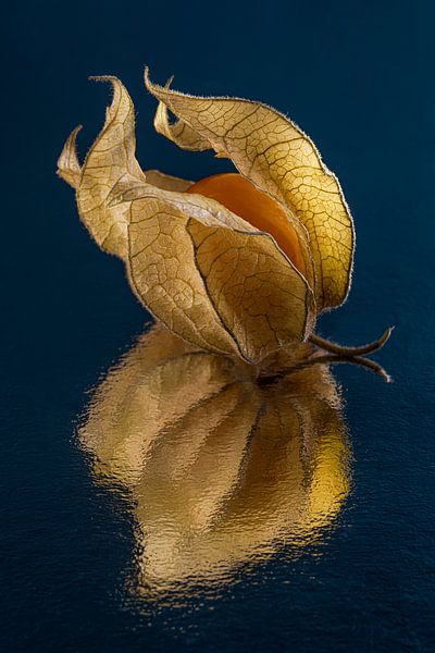 Die Goldbeere (Physalis) öffnet sich von Marjolijn van den Berg