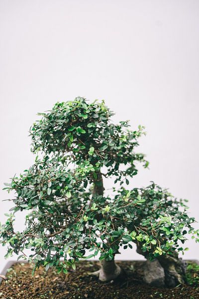 Bonsai Tree by Patrycja Polechonska