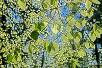 bladeren van een beuk