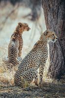 Twee jachtluipaarden in de schaduw van de savanne