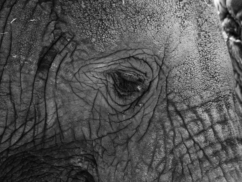 de reus par hanny bosveld