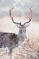 Fallow deer in winter mood