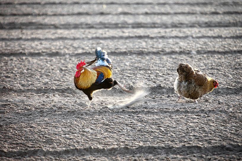 Chicken and cock looking for food by Frans Lemmens