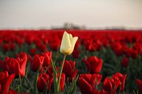 Celui qui se démarque