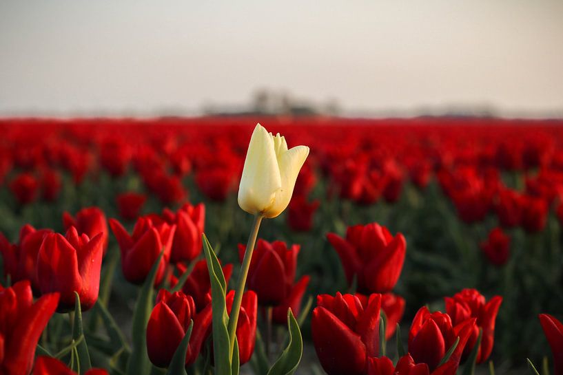 Celui qui se démarque par Jasmijn Visser