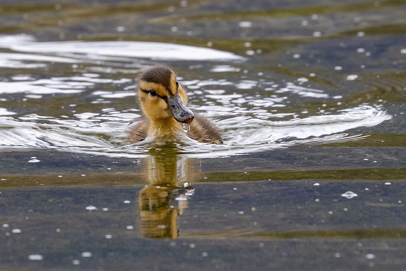 Ducklings by Andreas Müller