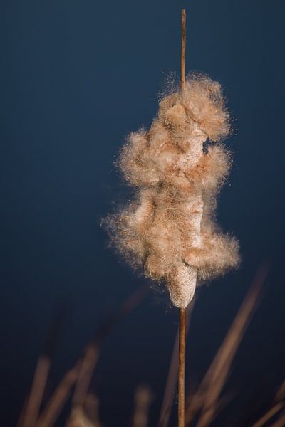 Flauschiger Rohrkolben hebt sich vom indigoblauen Wasser ab von Mayra Fotografie