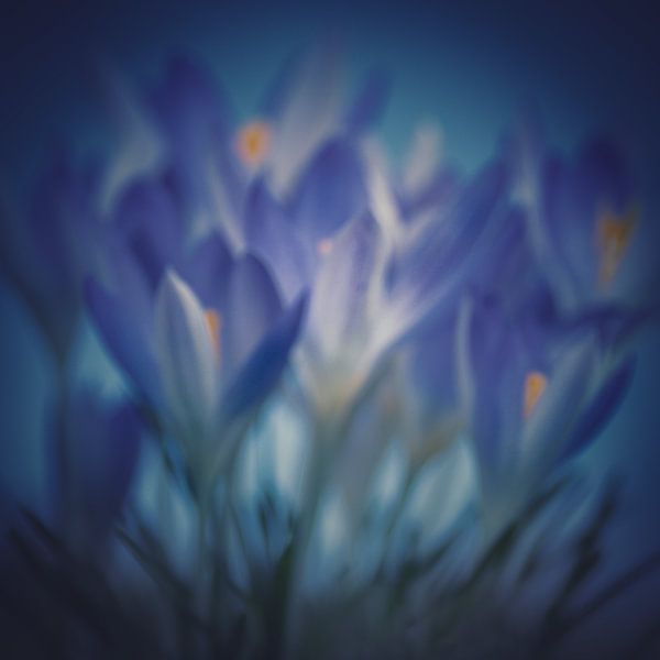 Malerische Krokusse von Maneschijn FOTO