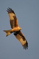 Red Kite in flight in last evening light