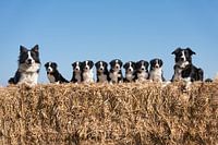 Friesische Staby-Hundefamilie auf Strohballen.