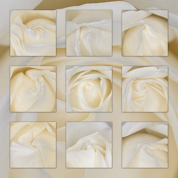 close up bouquet rose von Tessy Graas