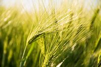 Natur Ernte Getreide Kornfeld Sommerende in der Limburger Landschaft in Sicht